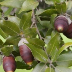 Quercus ilex  - Ch�ne vert