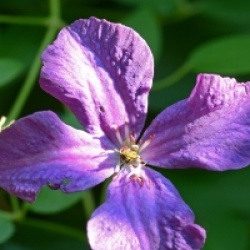 Clematis viticella 'Polish Spirit' - Cl�matite � grandes fleurs Polish Spirit