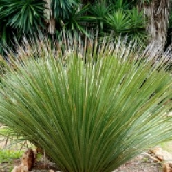 Dasylirion serratifolium - Dasylire serratifolium