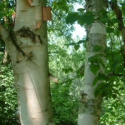 Betula papyrifera  - Bouleau � canots
