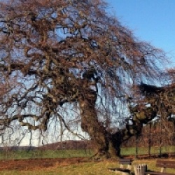 Fagus sylvatica 'Tortuosa' - H�tre tortueux 
