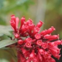 Cestrum elegans