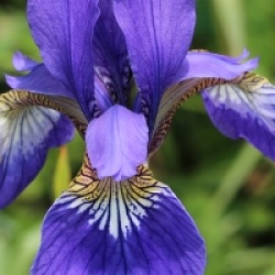 Iris sanguinea