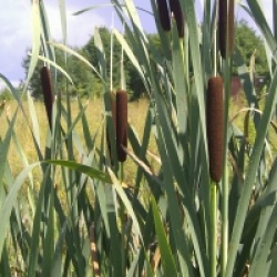 Typha latifolia - Masette � feuilles larges