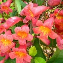 Bignone 'Tangerine Beauty'