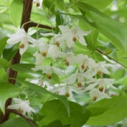 Sinojackia xylocarpa