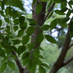 Gymnocladus dioica - Chicot du canada