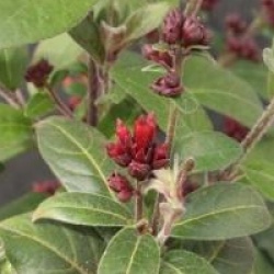 Cestrum elegans