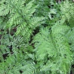 Asplenium bulbiferum - Fougera poulet