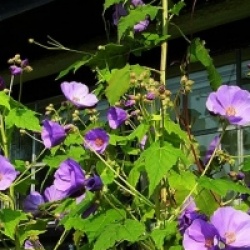 Abutilon � feuilles de vigne