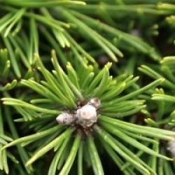 Pinus mugo 'Benjamin'
