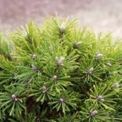 Pinus mugo 'Benjamin'
