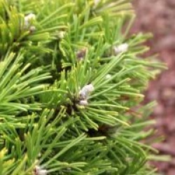 Pinus mugo 'Benjamin'