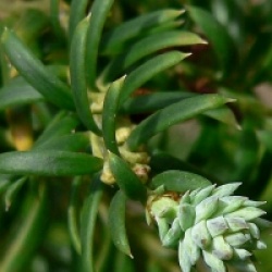 Saxegothaea conspicua