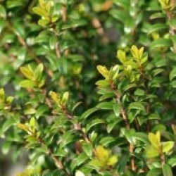 Myrtus communis 'Tarentina' - Myrtus communis 'Tarentina'