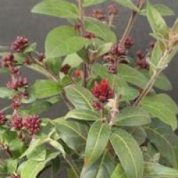 Cestrum elegans