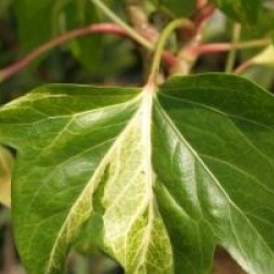 x Fatshedera Lizei 'Annemieke' - Fatshedera Lizei 'Annemieke'