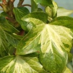 x Fatshedera Lizei 'Annemieke'