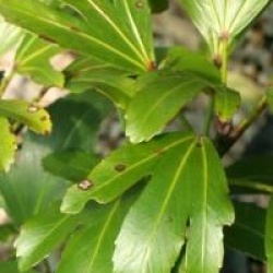 Pseudopanax adiantifolius - Pseudopanax adiantifolius