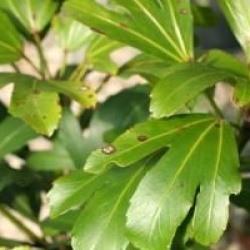 Pseudopanax adiantifolius