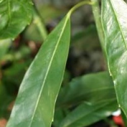 Aucuba japonica f. longifolia 'Salicifolia'