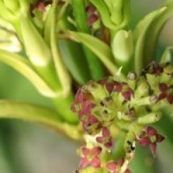 Aucuba japonica f. longifolia 'Salicifolia'