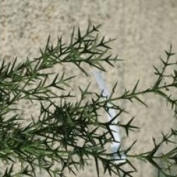 Colletia paradoxa