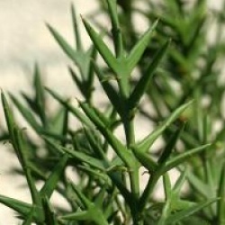 Colletia paradoxa