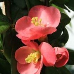 Chaenomeles speciosa 'Eximia'