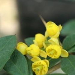 Berberis valdiviana