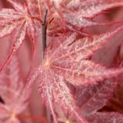 Acer palmatum '�-kagami'
