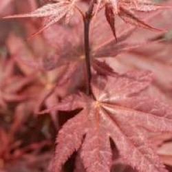 Acer palmatum '�-kagami'