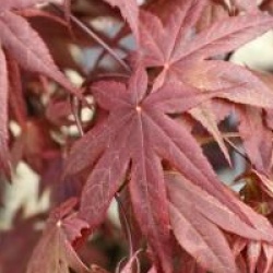 Acer palmatum '�-kagami'