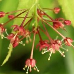 Acer palmatum 'Omurayama'