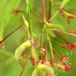 Acer palmatum 'Omurayama'