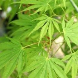 Acer palmatum 'Omurayama'