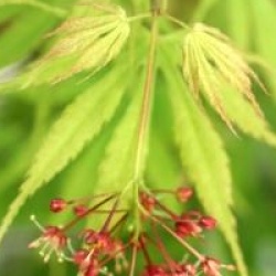 Acer palmatum 'Omurayama'