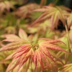 Acer palmatum 'Momoiro koya san'