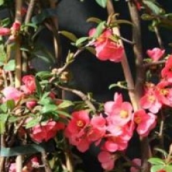 Chaenomeles speciosa 'Eximia'