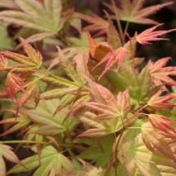 Acer palmatum 'Momoiro koya san'