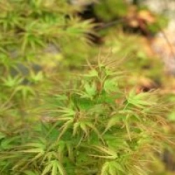 Acer palmatum 'Kamagata'