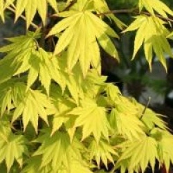 Acer shirasawanum 'Jordan'