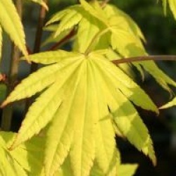 Acer shirasawanum 'Jordan'