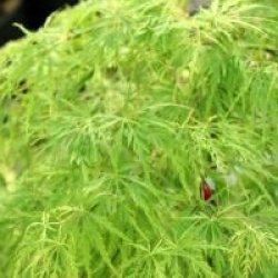 Acer palmatum 'Ellen'