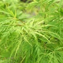 Acer palmatum 'Ellen'