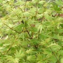 Acer palmatum 'Berry Broom'
