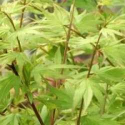 Acer palmatum 'Berry Broom'