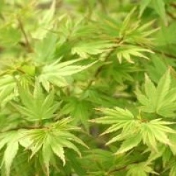 Acer palmatum 'Berry Broom'