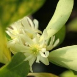 Illicium anisatum