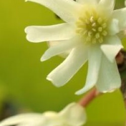 Illicium anisatum - Fausse badiane